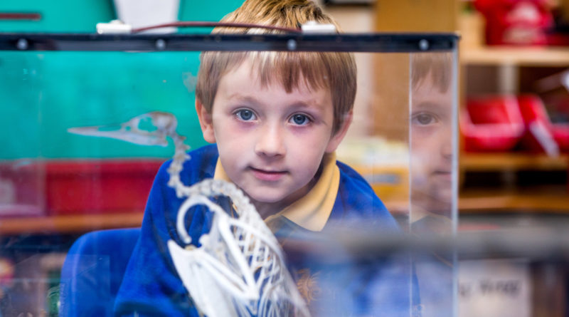 Pupil and museum object