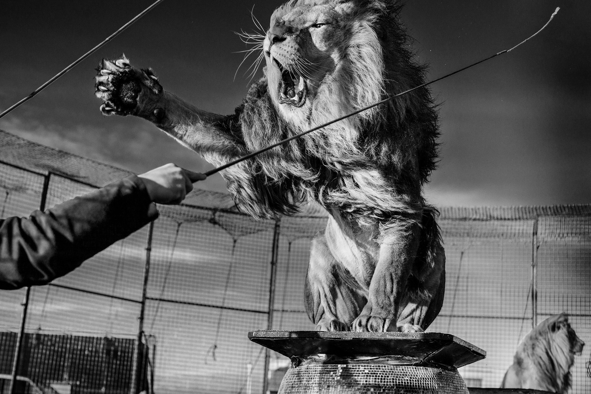 Lion and lion tamer