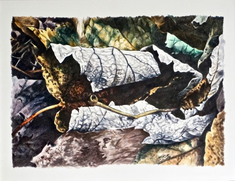 Curling leaves with a white and black outside and mottled brown inside lay curled on the forest floor. There is a high level of detail in the painting, with the veins of each leaf rendered perfectly in ink. Curling leaves with a white and black outside and mottled brown inside lay curled on the forest floor. There is a high level of detail in the painting, with the veins of each leaf rendered perfectly in ink.