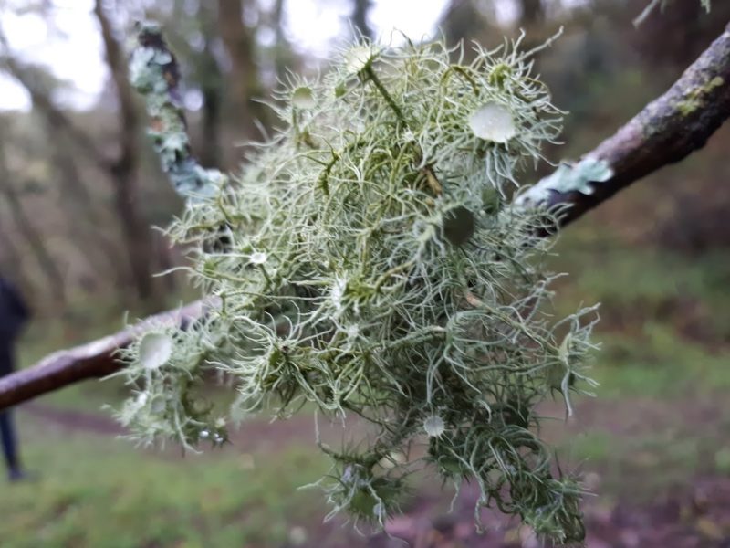Angela Rumble photograph of Culbone Woods Lichen