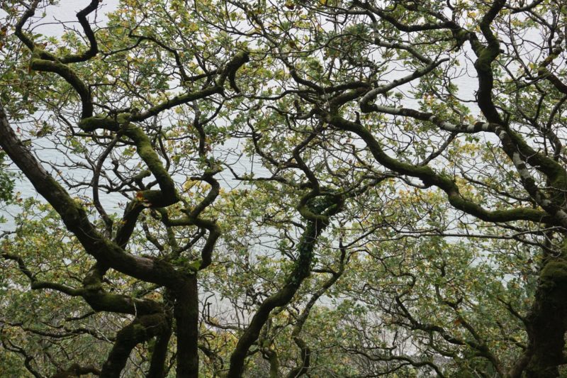 Mike Dodd photograph of Culbone Woods