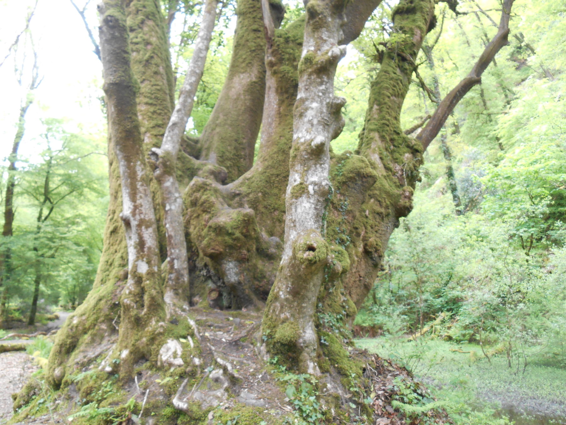 Photograph of the woodland at White Wood