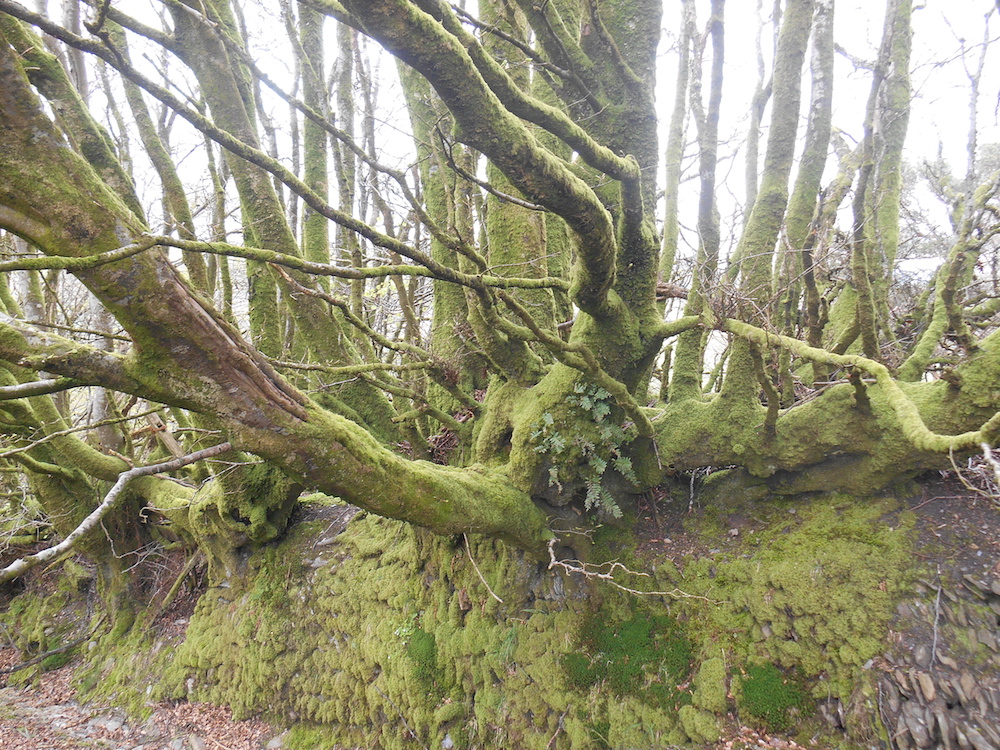 Photograph of Wilmersham Common