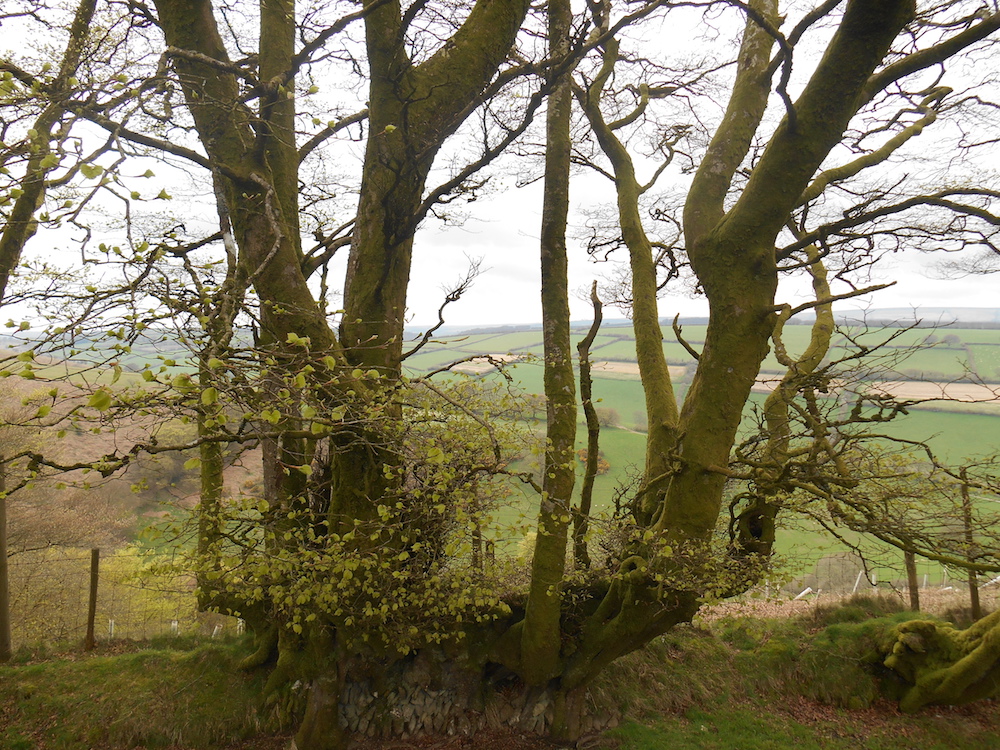 Photograph of Wilmersham Common
