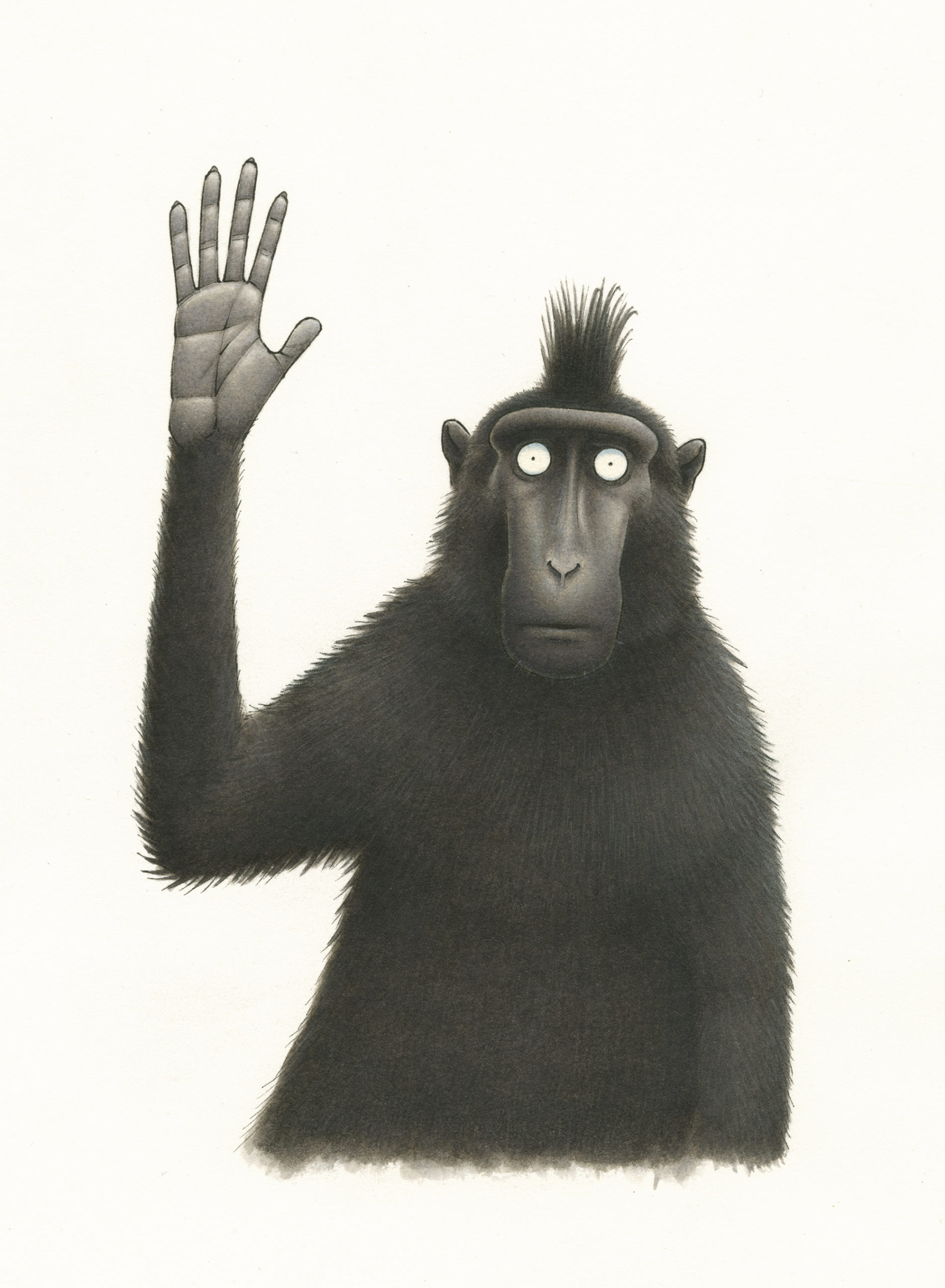 Illustration of a black furred monkey, Celebes Crested Macaque, with his hand raised.