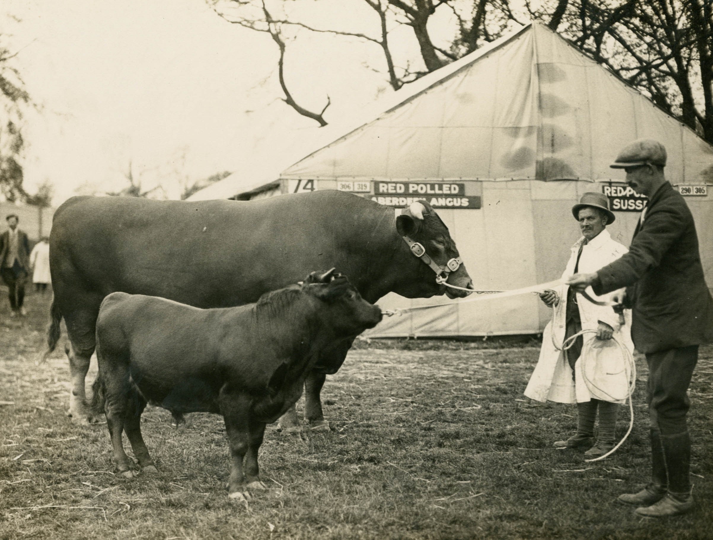 Photograph of cow and calf standing out a Show tent, with two men holding lead reins on the right.