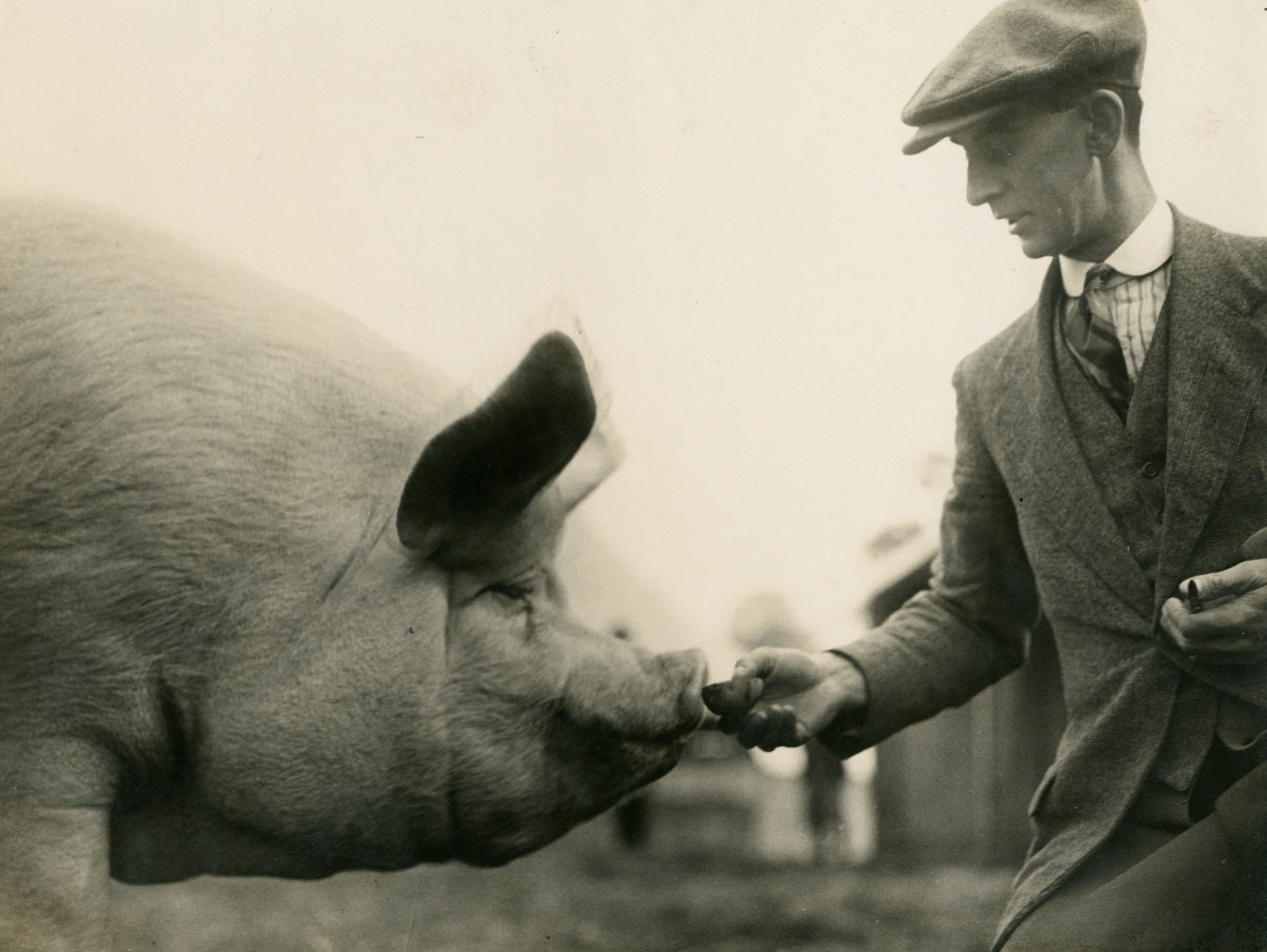 Black and white photograph of man in a flat cap with his hand out towards a pig.