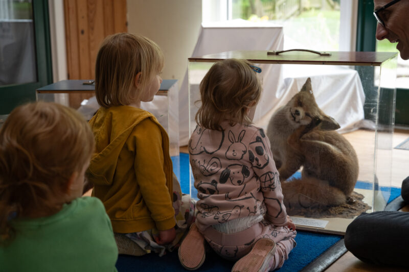 Children looking at a taxidermy fox, photographed from behind.