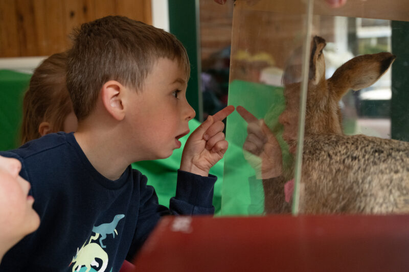Child pointing through the glass of a display case looking at a taxidermy hare.