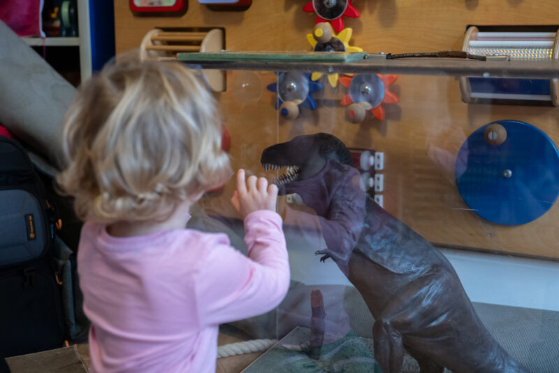 Child looking into a glass box containing a T-Rex model. Photographed from behind.