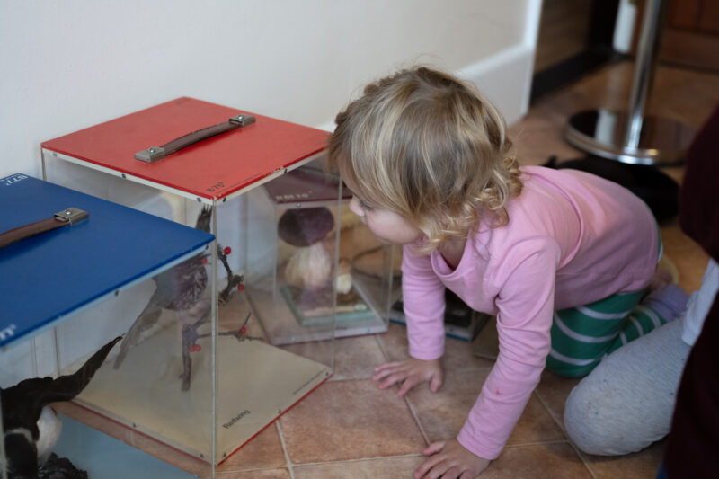 Child crawling, looking closely at boxes of taxidermy birds.