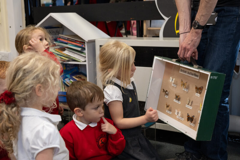 Children looking at butterfly taxidermy.