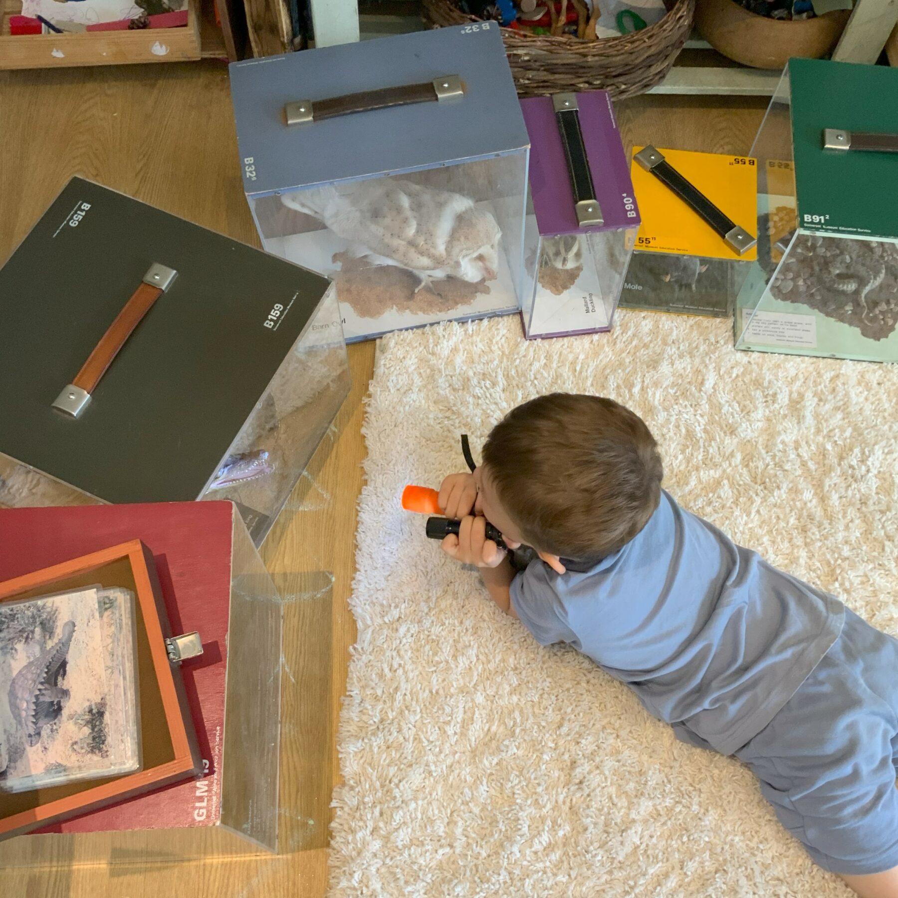 Small child wearing a blue t-shirt, laying on the floor and looking towards boxes of museum taxidermy. The child is holding two torches and using them to see the animals closer.