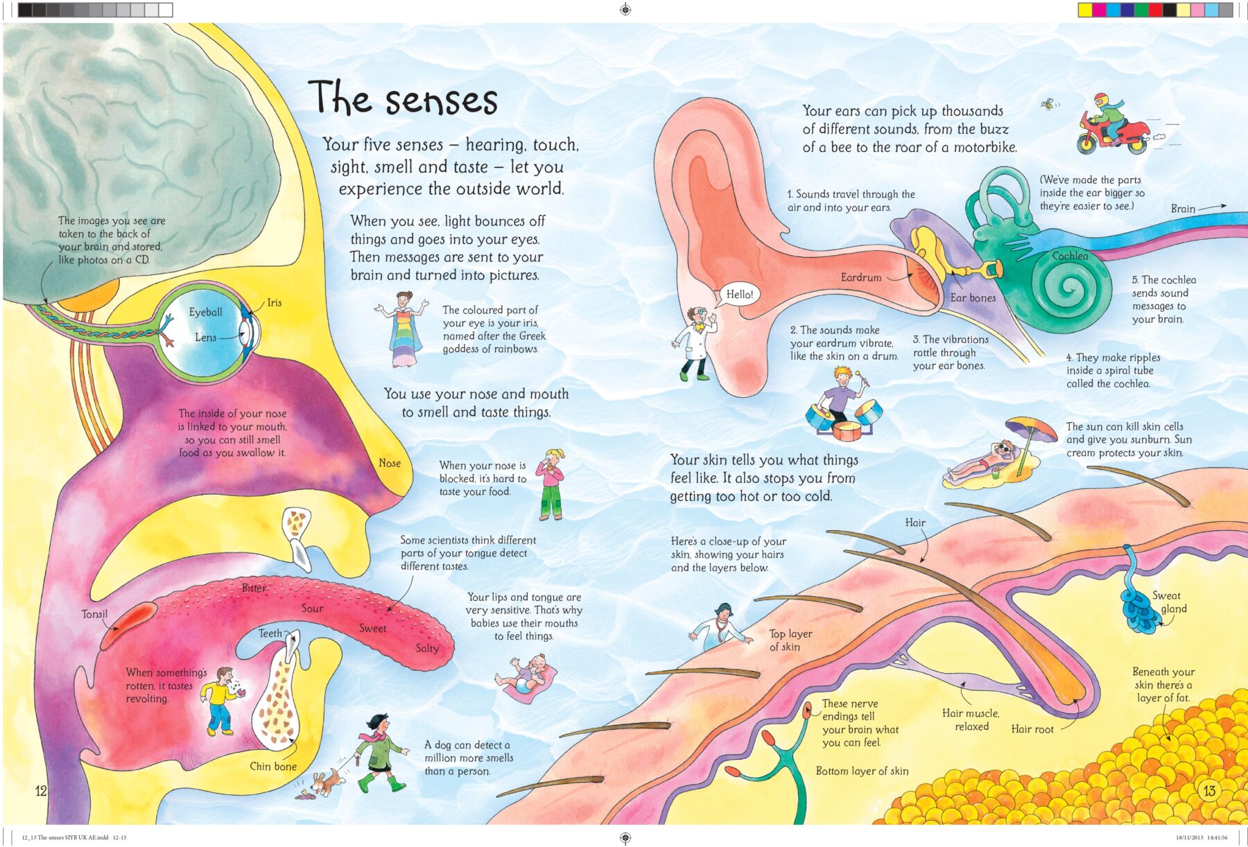 The Senses in See Inside Your Body written by Katie Daynes and illustrated by Colin King, published by Usborne Books