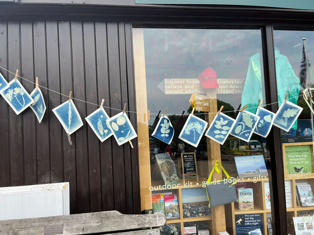 Cyanotype prints of foliage hanging on a line of brown string in front of a window. Through the window are books for sale.